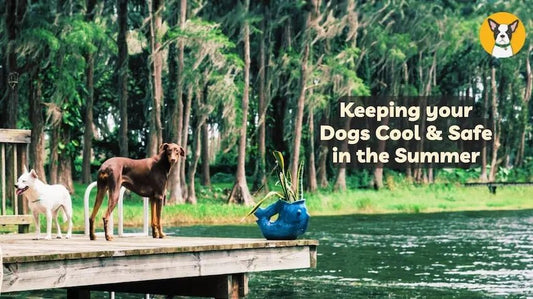 How to Keep Your Dog Cool and Safe in the Summer Heat