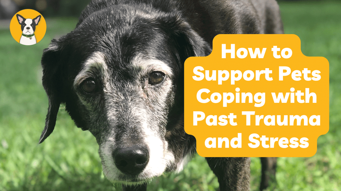 How to Support Dogs Coping with Past Trauma and Stress