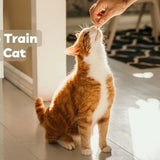 how to train your cat