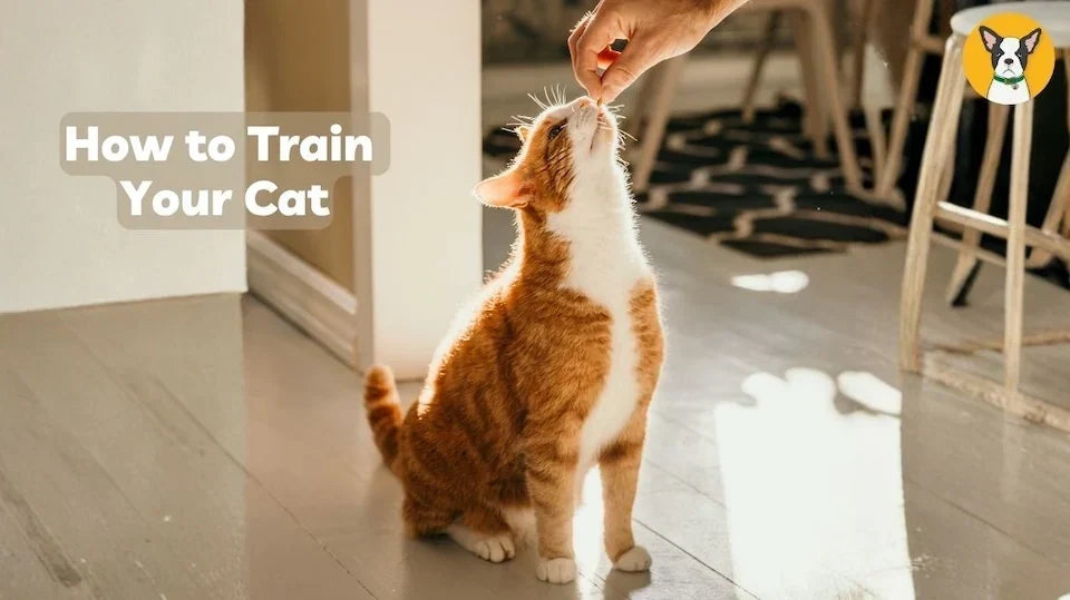 how to train your cat