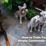 how to train your dog