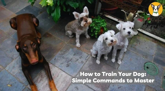 how to train your dog