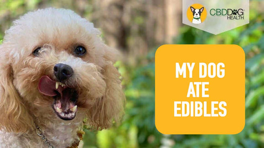 My Dog Ate Edibles: Keeping Your Dog and Your Stash Safe