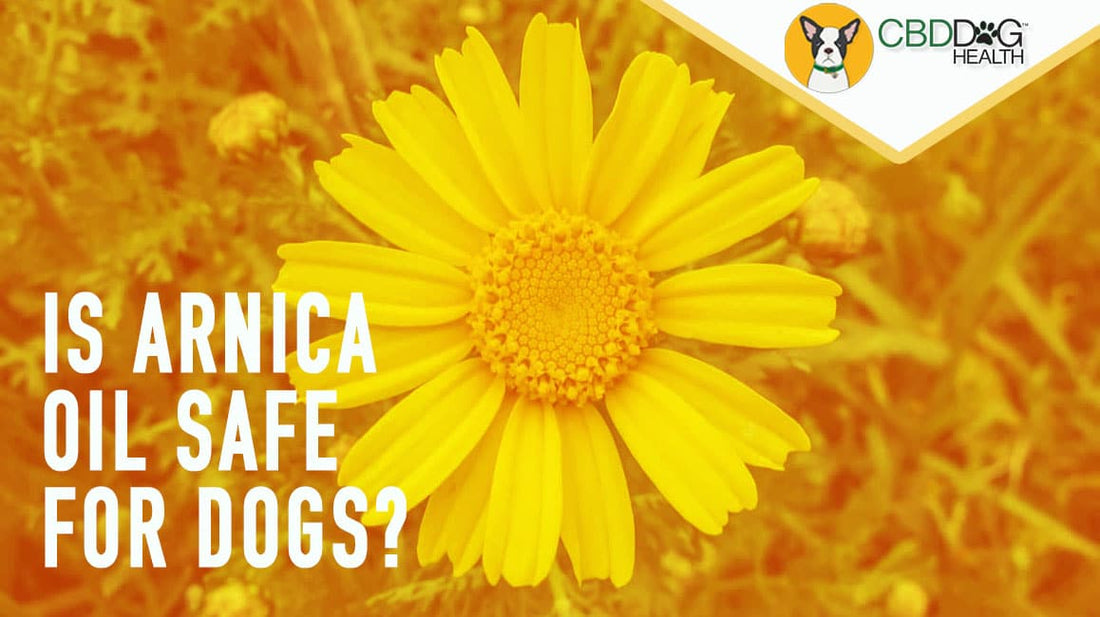 Is Arnica Oil Safe for Dogs?