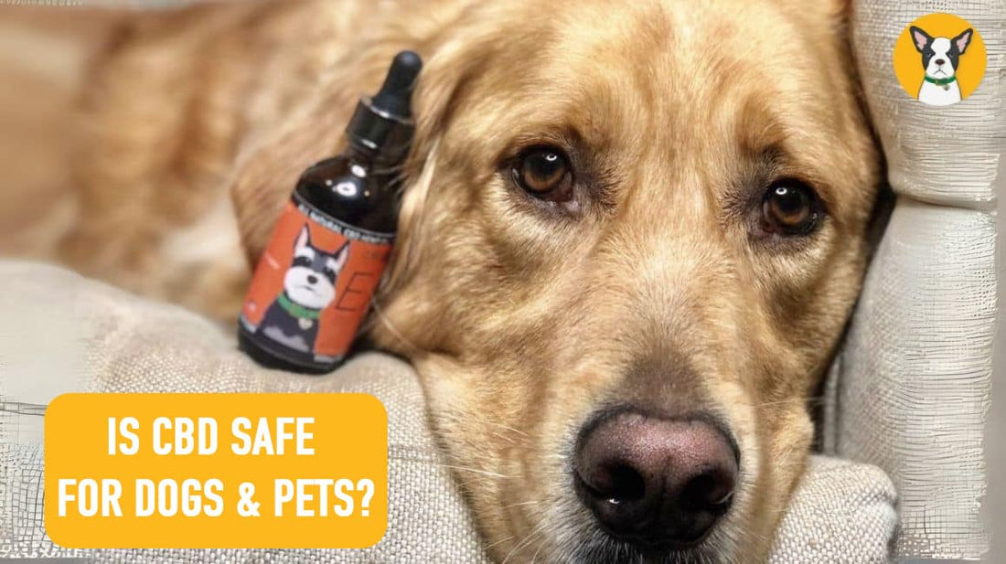 Is CBD Safe for Dogs & Pets?