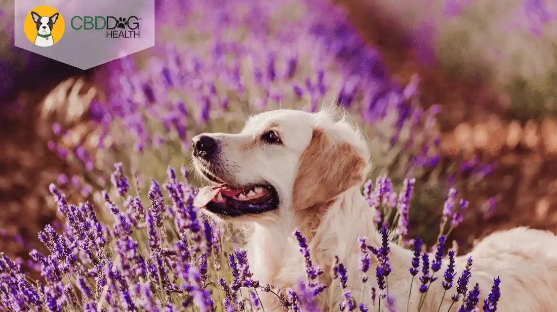 Is Lavender Essential Oil Safe for Pets?