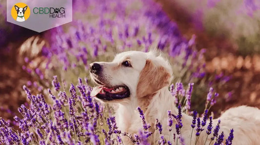 Is Lavender Essential Oil Safe for Pets?