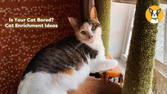 cat enrichment ideas bored indoor cat restless cat cbd calming