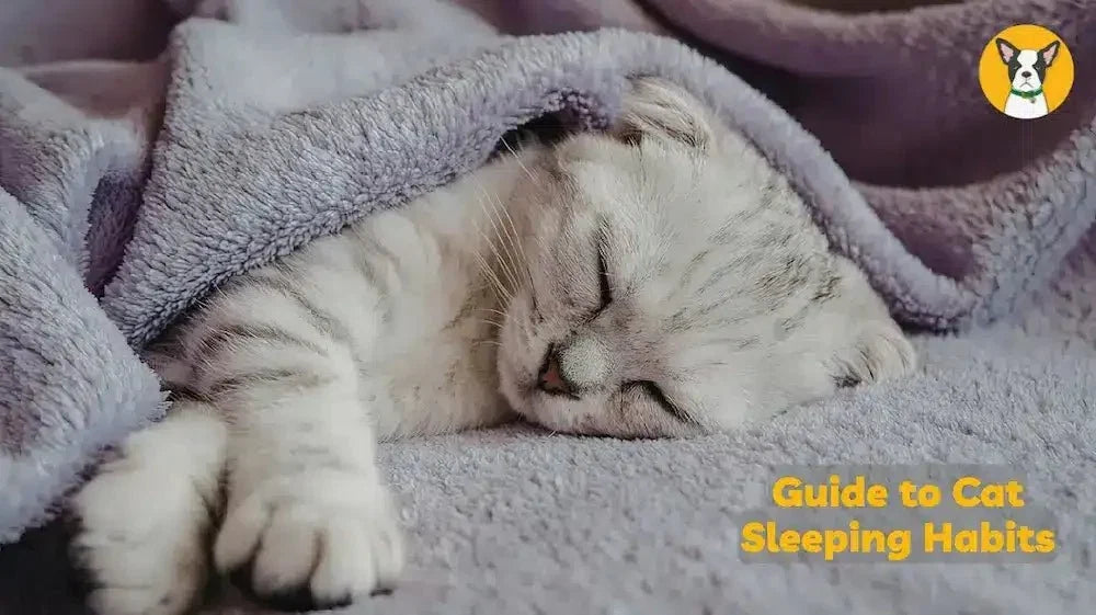 cat sleeping habits why do cats sleep so much how much do cats sleep
