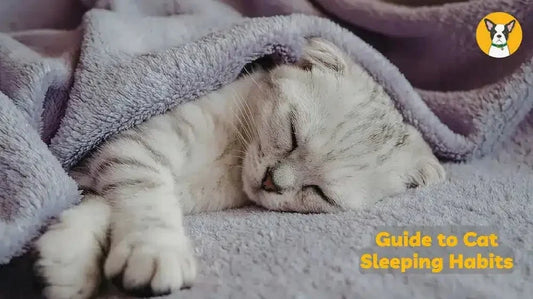 cat sleeping habits why do cats sleep so much how much do cats sleep