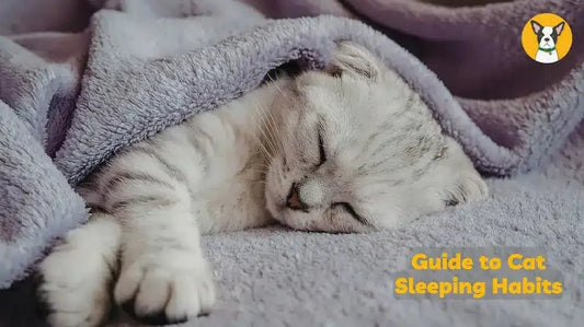 cat sleeping habits why do cats sleep so much how much do cats sleep