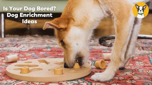 dog enrichment ideas for bored restless dogs high energy calm cbd
