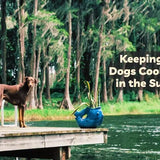How to Keep Your Dog Cool and Safe in the Summer Heat