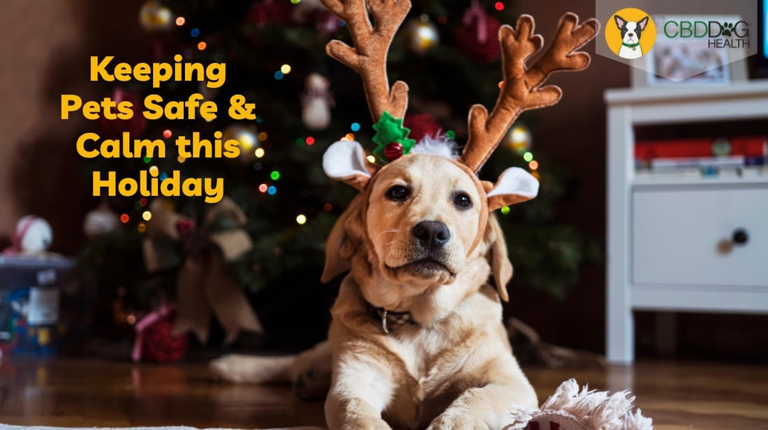 keeping pets safe and calm this holiday protect pets from holiday decor tinsel holly mistletoe sap calm holiday cbd