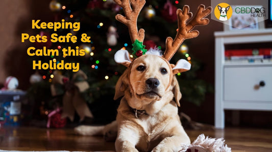 keeping pets safe and calm this holiday protect pets from holiday decor tinsel holly mistletoe sap calm holiday cbd