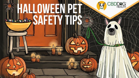 Halloween Pet Safety Tips Keeping dogs calm and safe halloween calming cbd treats