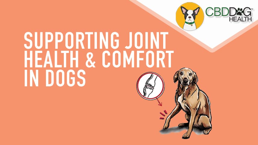 Mobility and Joint Support for Dogs with Full Spectrum Hemp Extract