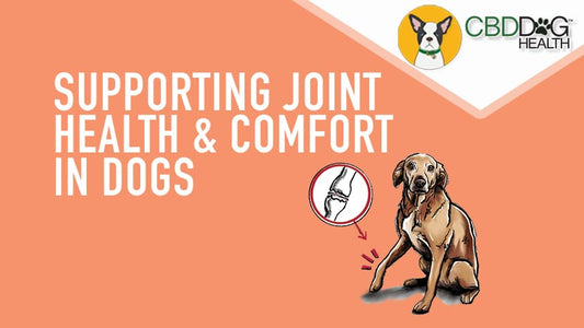 Mobility and Joint Support for Dogs with Full Spectrum Hemp Extract