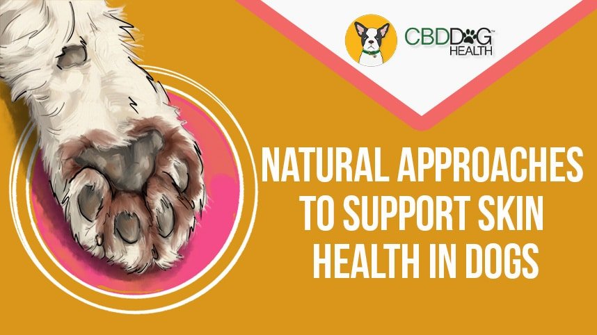 Natural Ways to Support Dogs with Yeast Imbalances
