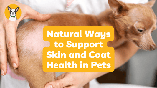 Natural Ways to Support Skin and Coat Health in Pets