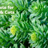rhodiola for dogs rhodiola for cats