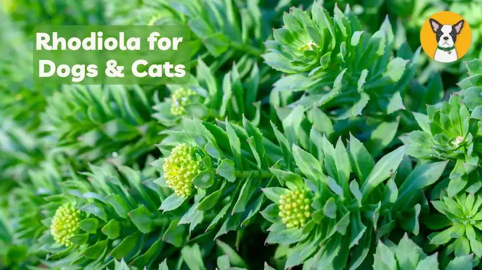 rhodiola for dogs rhodiola for cats