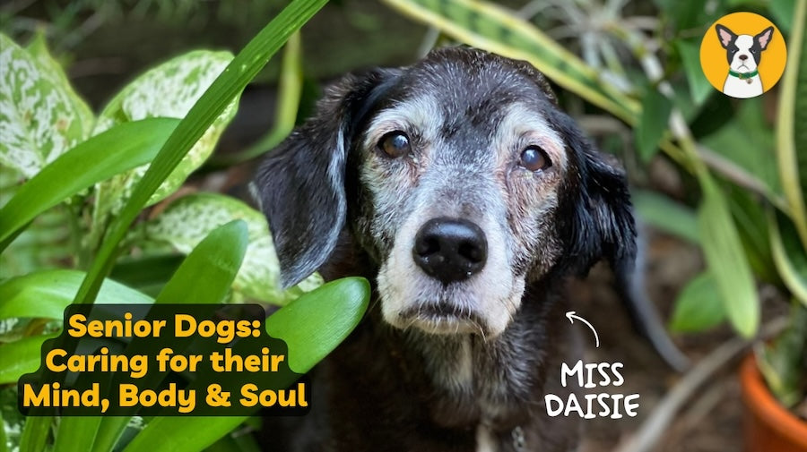 Senior Dog care, natural support for aging dog brain senior mobility support