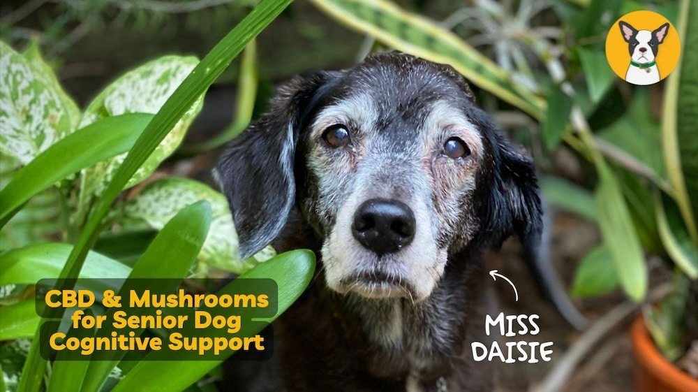 Senior Dog Support: CBD and Mushrooms for the Aging Canine Brain