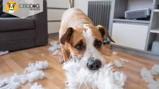 CBD for hyperactive dogs CBD for hyper dogs