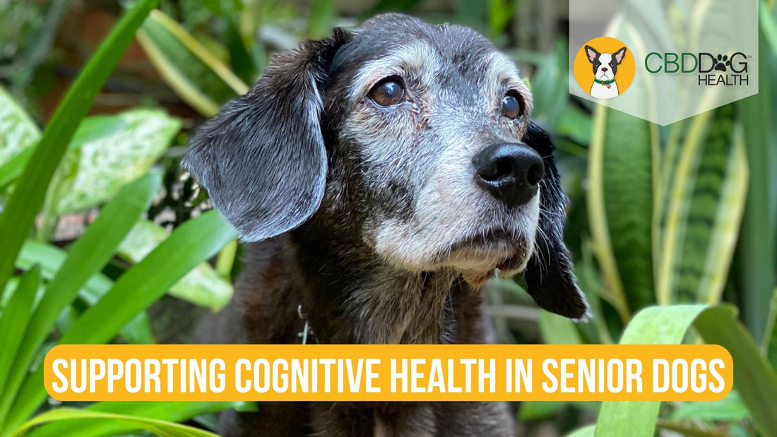 canine cognitive dysfunction ccd dementia in dogs cbd mushrooms holistic brain health