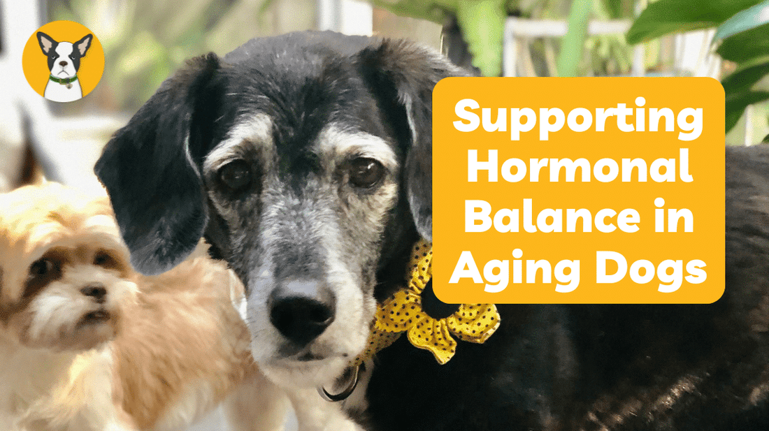 Supporting Hormonal Balance in Aging Dogs
