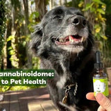 the endocannabinoidome holistic whole body pet health ecbome