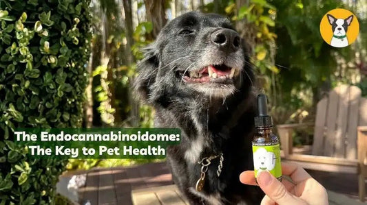 the endocannabinoidome holistic whole body pet health ecbome