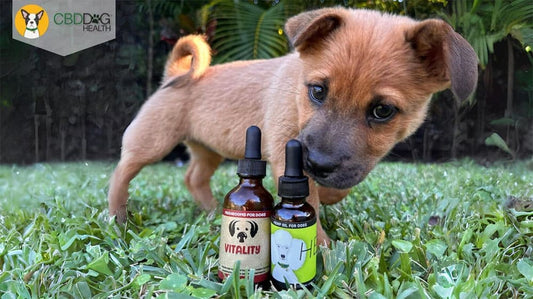 The Power of Proactive Pet Care with CBD and Medicinal Mushrooms