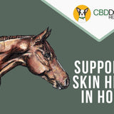 Supporting Skin Health in Horses with Topical CBD