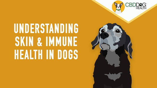 Understanding Skin and Immune Health in Dogs: Supporting Pets with Unusual Growths