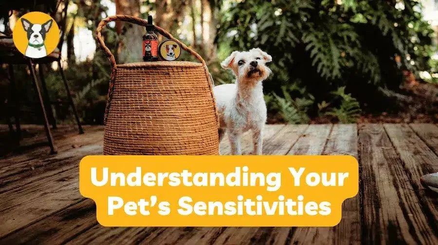 Understanding Your Pet’s Sensitivities: Causes, Signs, and Natural Support