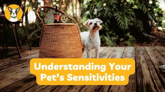 Understanding Your Pet’s Sensitivities: Causes, Signs, and Natural Support