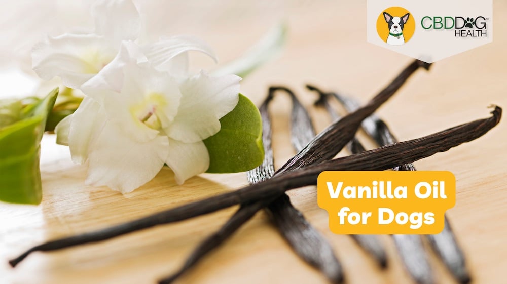 can dogs have vanilla can cats have vanilla vanilla for dogs vanilla oil for pets