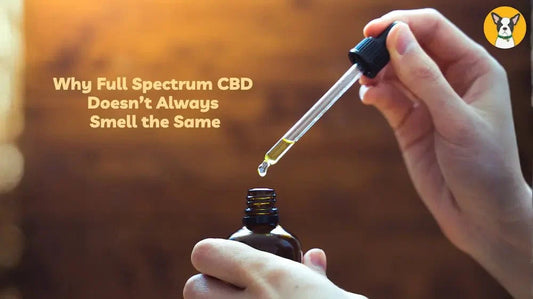 why hemp oil cbd oil smells different color variations batches terpenes