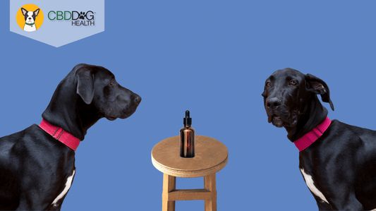 Why Didn't CBD Work For My Pet?