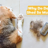 Why Is My Dog Shedding So Much? Shedding Seasons, Causes & Natural Solutions