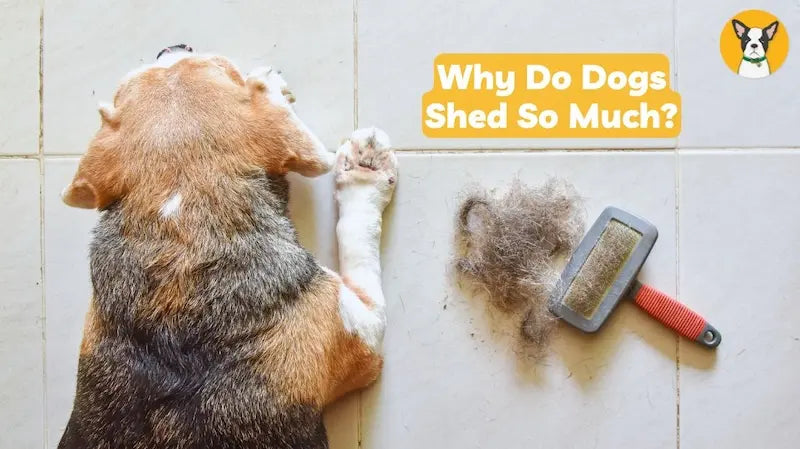Why Is My Dog Shedding So Much? Shedding Seasons, Causes & Natural Solutions