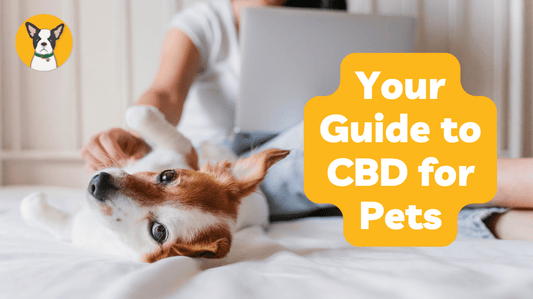 Your Guide to CBD for Pets