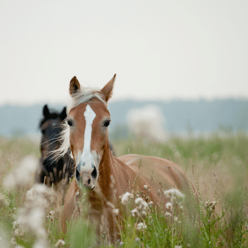 CBD Oil For Horses