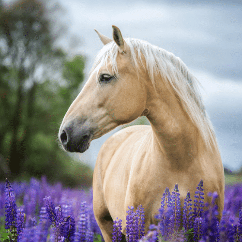 CBD Salve For Horses