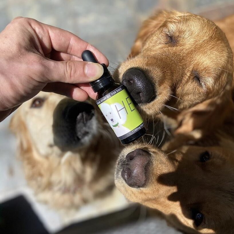 CBD for Dogs