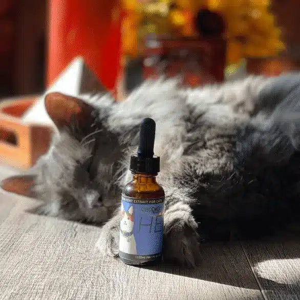 CBD Oil for Cats