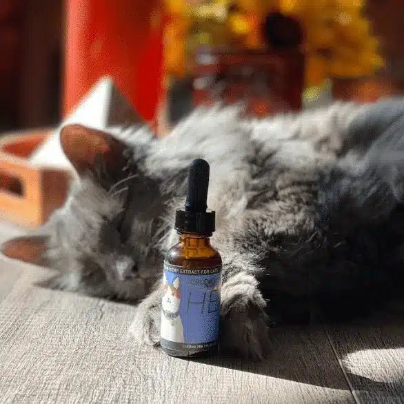 CBD Oil for Cats