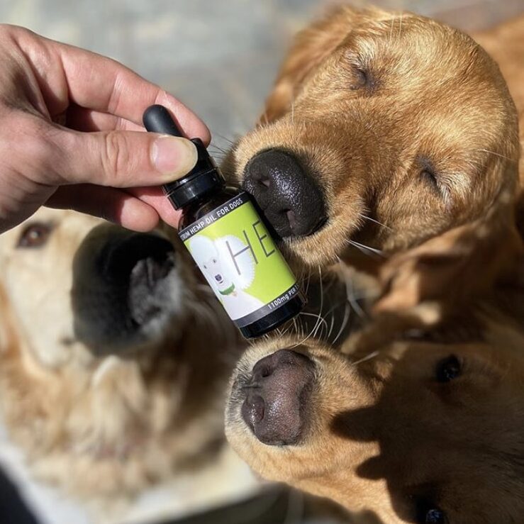 CBD Oil for Dogs